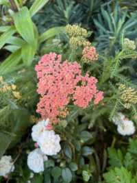 Achillea millefolium 'Favorite Berries' seeds - Image 3