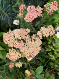 Achillea millefolium 'Favourite Berries'  plants- (Yarrow) - Image 2