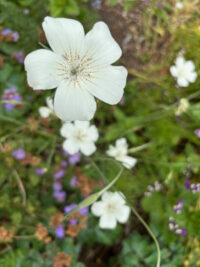 Agrostemma githago 'Queen Mix' seeds  - ( Corncockle) - Image 2