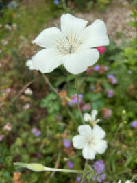 Agrostemma githago 'Queen Mix' seeds  - ( Corncockle) - Image 3