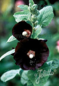 Alcea rosea var nigra 'Jet Black'  seeds- ( Hollyhock)