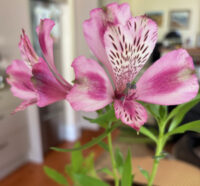 Alstroemeria ligtu 'Butterfly hybrids' plants - (Peruvian Lily) (Copy) - Image 2