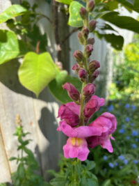 Antirrhinum majus 'F1 Rocket Series Orchid' seeds - (Snapdragon) - Image 2