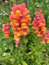 Antirrhinum majus 'F1 Rocket Series Bronze (AAS)' seeds - ( Snapdragon)