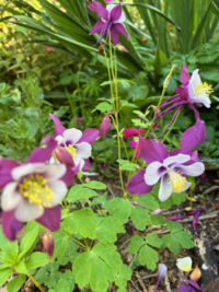 Aquilegia F1-Hybr. caerulea 'Swan Lavender' seeds - ( Granny's Bonnet, Columbine , Vermont ) - Image 4