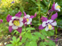 Aquilegia F1-Hybr. caerulea 'Swan Lavender' seeds - ( Granny's Bonnet, Columbine , Vermont ) - Image 3