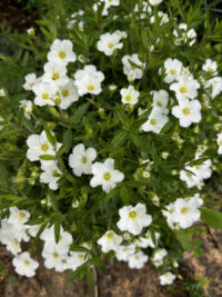 Arenaria montana seeds - (Avalanche ,  Snow White) - Image 2