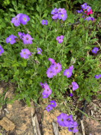 Aubrieta x cultorum 'Royal Cascade Blue' plants - Image 2