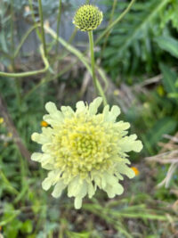 Cephalaria gigantea seeds - (Giant Pincushion Flower)