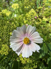 Cosmos bipinnnatus 'Apricot Lemonade' seeds