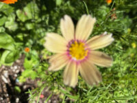 Cosmos bipinnnatus 'Apricot Lemonade' seeds - Image 2