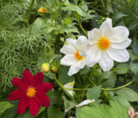 Dahlia variabilis 'Bishop's Children' seeds