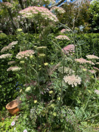 Daucus carota 'Dara' seeds - ( Ornamental carrot) - Image 3