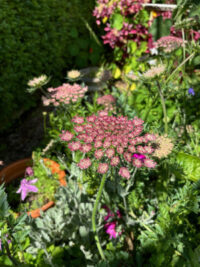 Daucus carota 'Dara' seeds - ( Ornamental carrot)