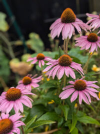 Echinacea purpurea  seeds - (Purple Cone Flower) - Image 2