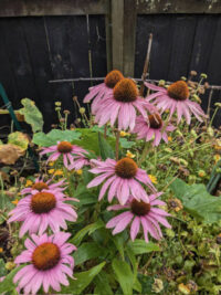 Echinacea purpurea  seeds - (Purple Cone Flower)