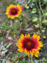 Gaillardia aristata 'Torchlight ' plants - (Blanket Flower) - Image 3