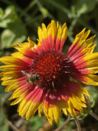 Gaillardia aristata 'Torchlight ' plants - (Blanket Flower) - Image 2