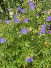 Geranium pratense 'Painters Palette' seeds - ( Meadow Cranesbill) - Image 2