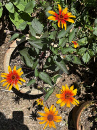 Heliopsis helianthoides var. scabra 'Burning Hearts' seeds -(False Sunflower) - Image 2