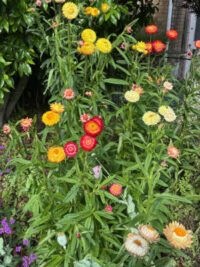 Helichrysum bracteatum 'Summer Rainbow Mix' seeds - (Strawflower)