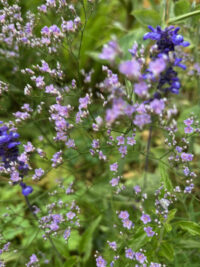 Limonium latifolium seeds - (Sea Lavender) - Image 2