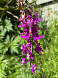 Linaria triornithophora seeds - ( Three birds Flying)