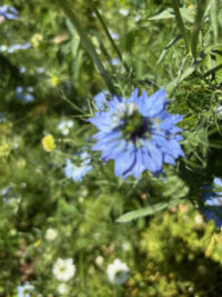 Nigella damascena 'Miss Jekyll Light Blue' seeds - (Love-in-a-mist)