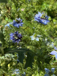 Nigella damascena 'Miss Jekyll Double mix' seeds - (Love-in-a-mist)