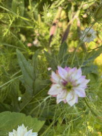 Nigella damascena 'Miss Jekyll Double mix' seeds - (Love-in-a-mist) - Image 3