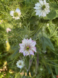 Nigella damascena 'Miss Jekyll Double mix' seeds - (Love-in-a-mist) - Image 2