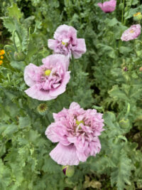 Papaver somniferum  'Sunlit Silk mix' seeds - (Poppy) - Image 4