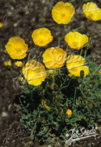 Papaver rhaeticum seeds - ( Papaver auriantiacum, Engadine poppy)