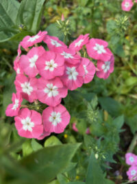 Phlox drummondii Leopoldii seeds