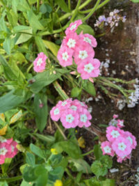 Phlox drummondii Leopoldii seeds - Image 3