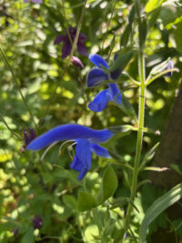 Salvia patens 'Blue angel' - (Gentian Sage) seeds - Image 2