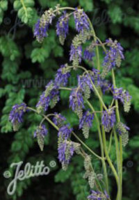 Salvia nutans seeds - ( Nodding sage)