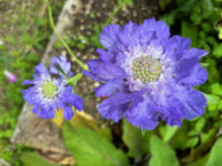 Scabiosa caucasica 'Fama Deep Blue' seeds - (Blue Pincushion) - Image 2