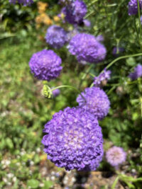 Scabiosa atropurpurea 'Lavender' seeds - (Pincushion Flower) - Image 3