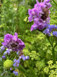 Scabiosa atropurpurea 'Lavender' seeds - (Pincushion Flower) - Image 2