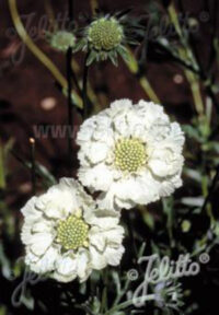 Scabiosa caucasica 'Perfecta Alba' seeds - (Pincushion Flower)