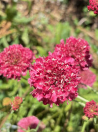 Scabiosa atropurpurea 'Rose' seeds - (Pincushion Flower) - Image 2