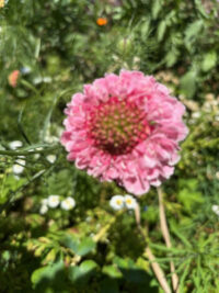 Scabiosa atropurpurea 'Rose' seeds - (Pincushion Flower)