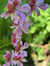 Schizanthus pinnatus 'Dante's Roses seeds - (Butterfly Wings Poor Man's Orchid) - Image 2