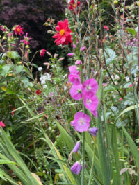 Sidalcea malviflora 'Stark's hybrids' seeds - (Prairie Mallow) - Image 2