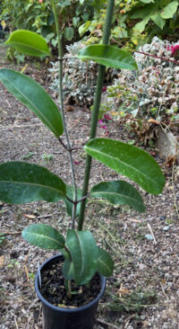 Stephanotis floribunda plants - ( Madagascar Vine)