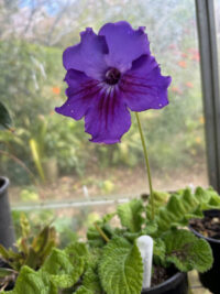 Streptocarpus x Hybridus 'Dragon Mix' seeds - ( Cape Primrose) - Image 3