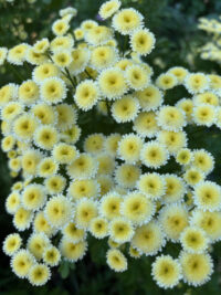 Tanacetum parthenium 'Magic Lime Green' seeds - ( Matricaria)