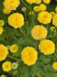 Tanacetum Parthenium ' Sunny Ball' seeds  - ( Feverfew)