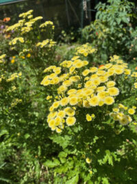 Tanacetum parthenium 'Magic Lime Green' seeds - ( Matricaria) - Image 2